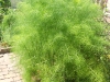 fern