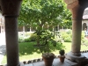 plant-and-tree