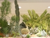 cacti