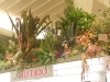 shiseido