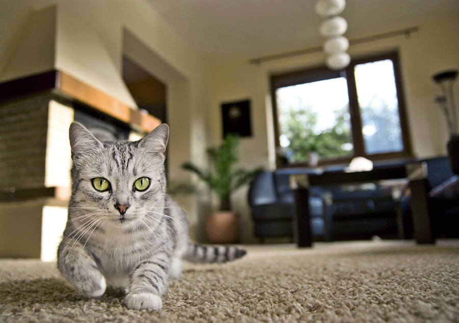 cat in living room