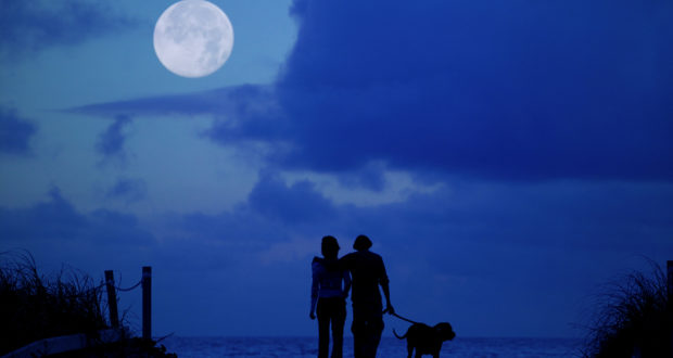 Moonlight Walk