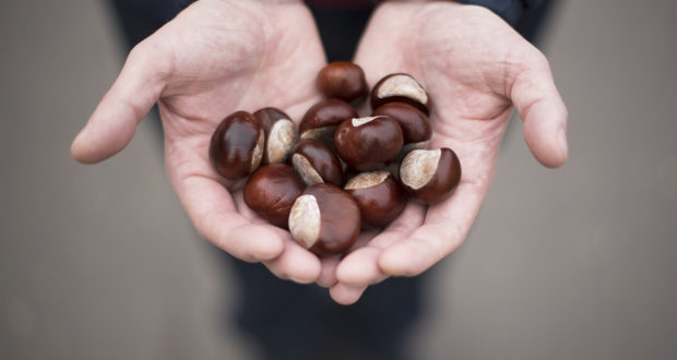 Man Holding Handful Of Fresh Chestnuts In The Hands.