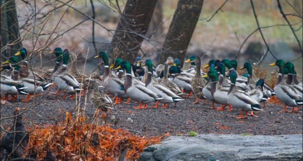 LEAD _MG_6297 Mallards